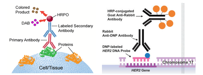 Figure 1: (A) The principle of 2-step IHC. 