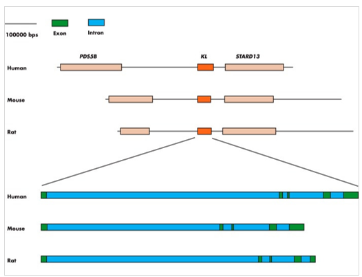 Klotho gene expression and protein variants