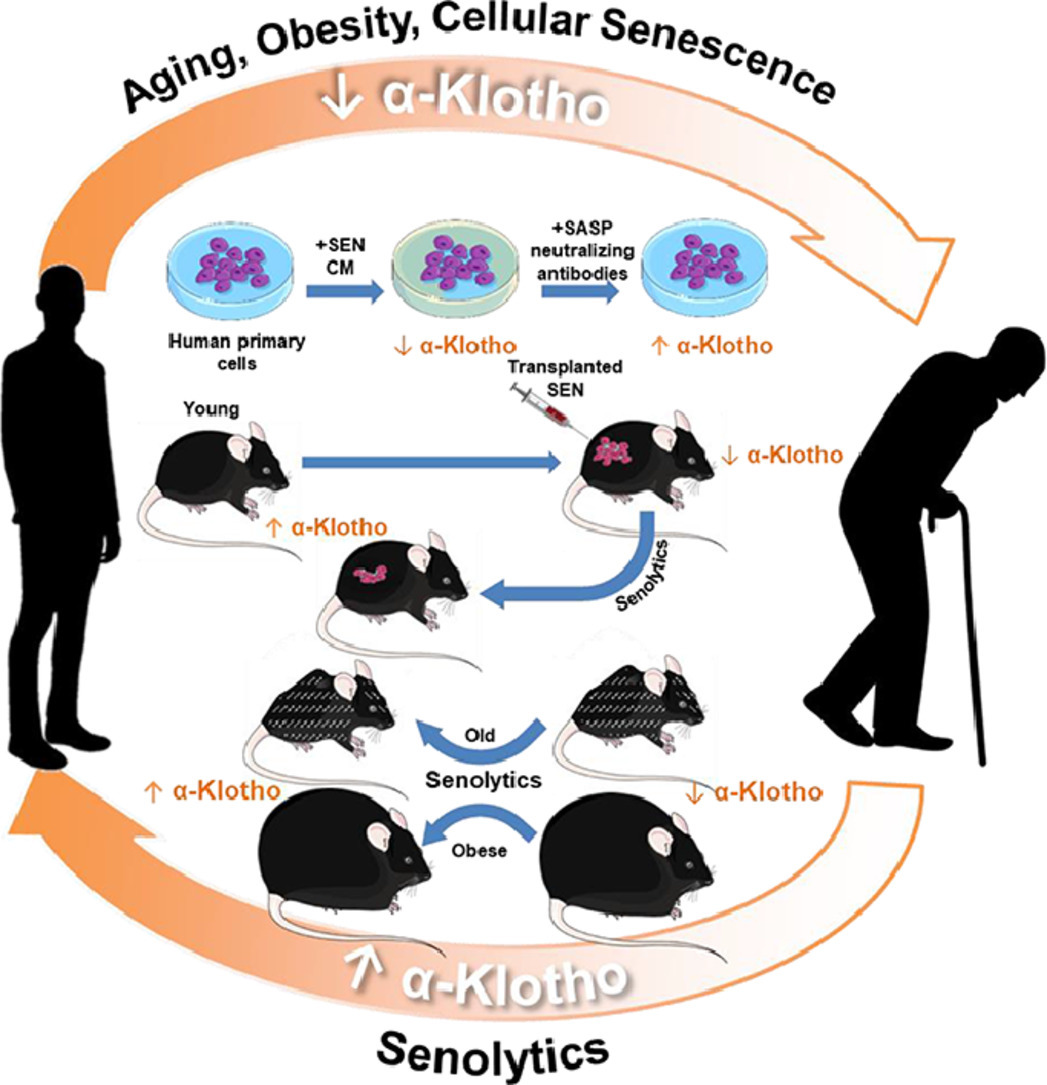Publication Spotlight Orally-active, Clinically-translatable Senolytics Restore α-Klotho in Mice and Humans